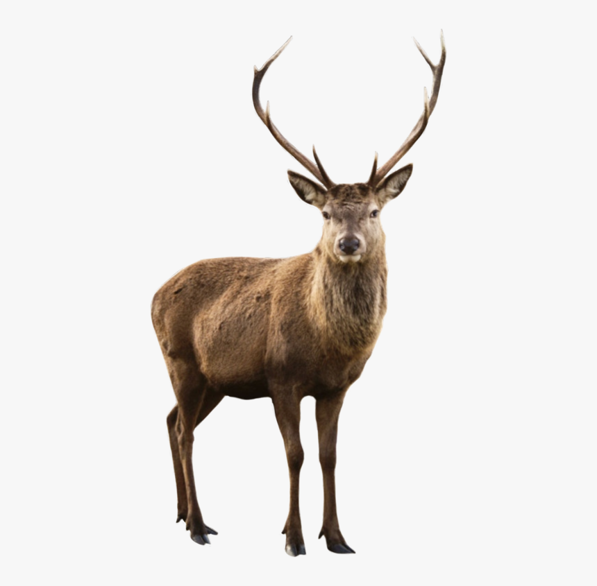 #deer #elk #reindeer #animal #animals #nature #moodboard - Deer Png Transparent, Png Download, Free Download