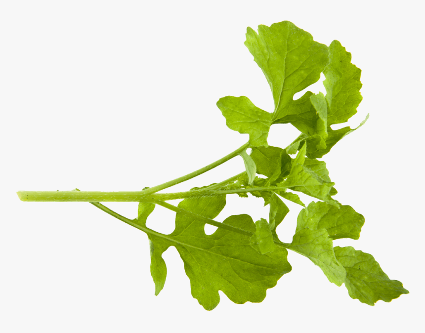 Fresh Mustard - Herb, HD Png Download, Free Download