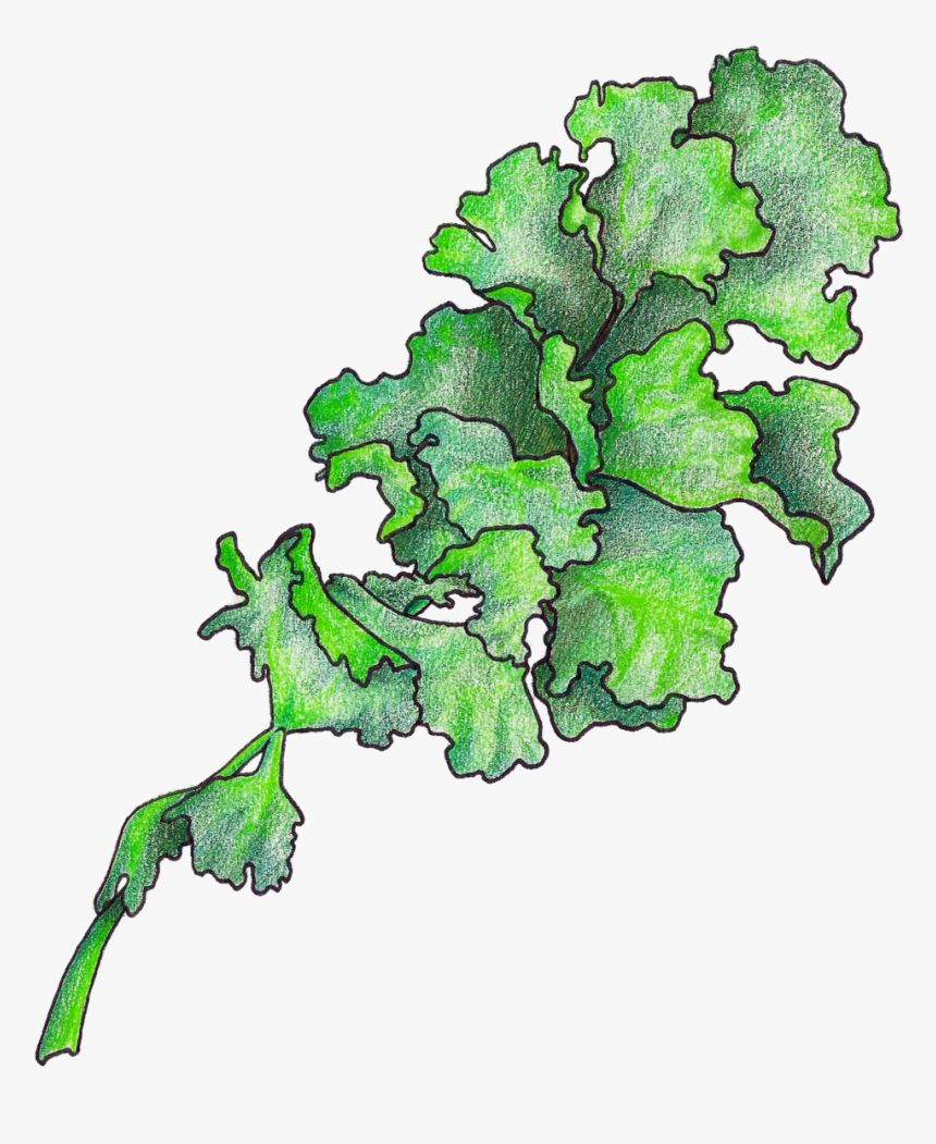 Kale - Arugula, HD Png Download, Free Download