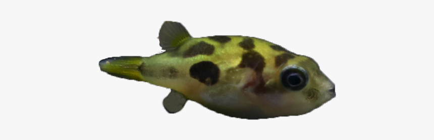 Green Pufferfish, HD Png Download, Free Download