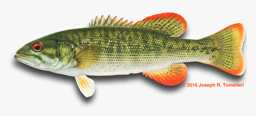 American Fishes - Chattahoochee Bass, HD Png Download, Free Download