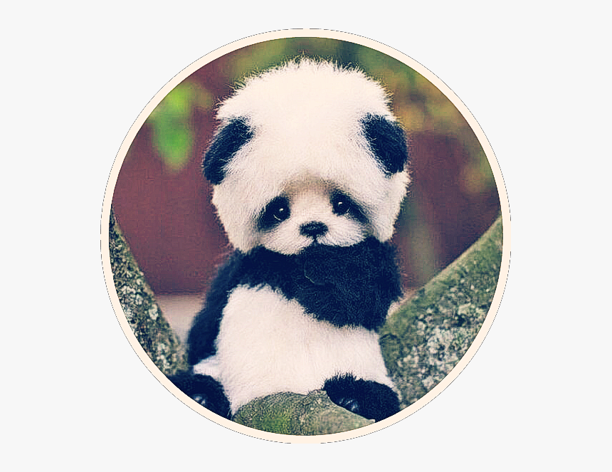 #cute #baby #panda #bear #asian #black #white #small - Cute Baby Little Cute Panda, HD Png Download, Free Download