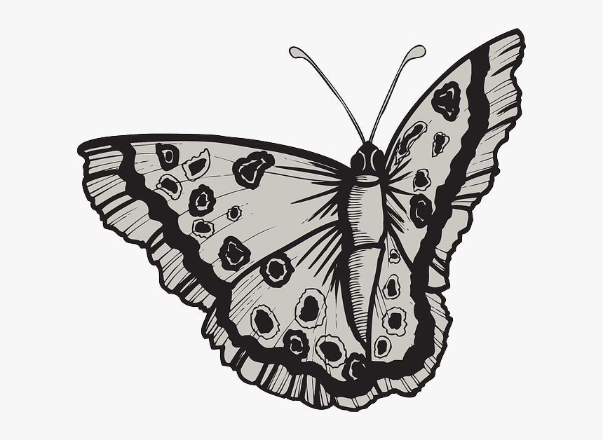 Design, Butterfly, Bug, Wings, Art, Insect, Moth - Lg C330 Black Silver, HD Png Download, Free Download