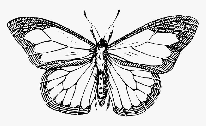 Top, Silhouette, Cartoon, Butterfly, Wings, Insect - Black And White Drawing Butterfly, HD Png Download, Free Download