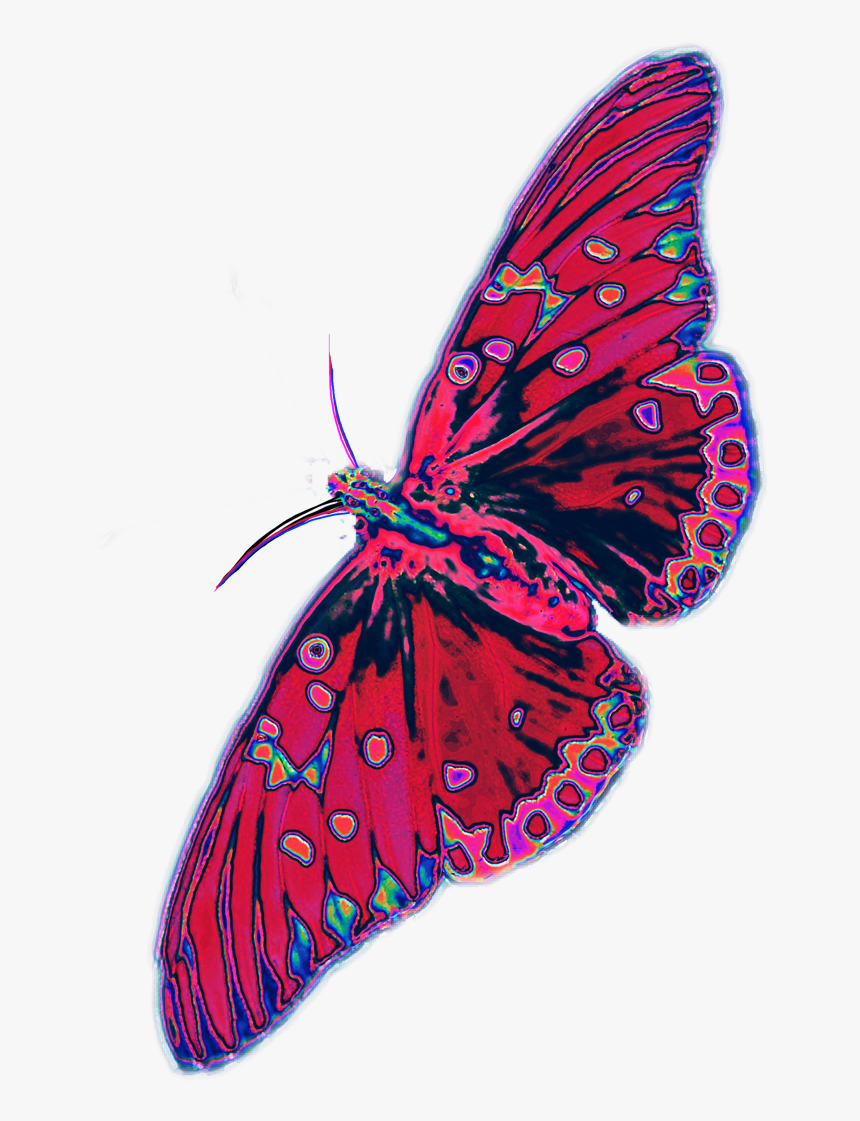 Butterfly Png, Transparent Png, Free Download