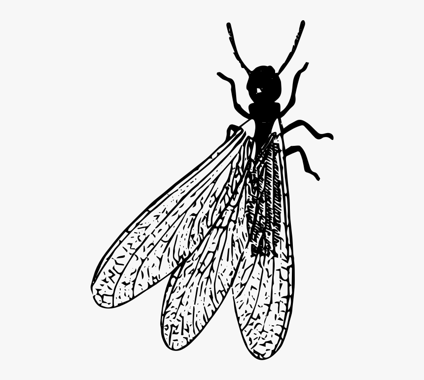 Termite Png Clipart - Termite In Black And White, Transparent Png, Free Download