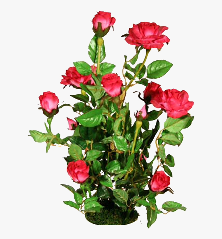 Rosebush Png, Transparent Png, Free Download