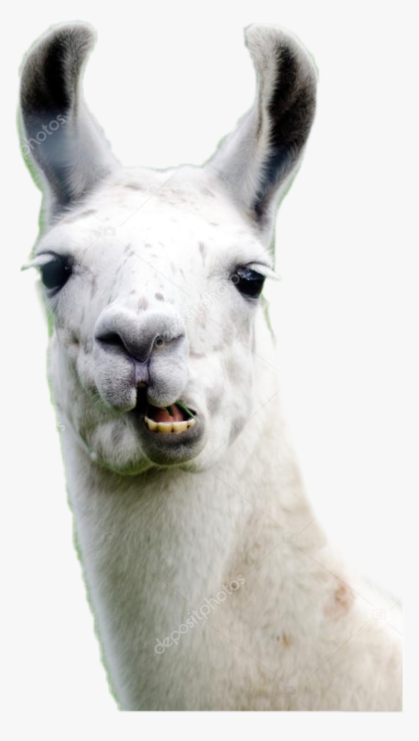 I Bims Einz Lama - Llama, HD Png Download, Free Download