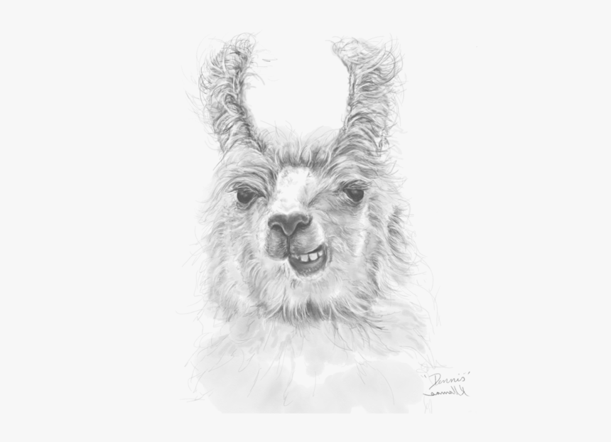 Llama, HD Png Download, Free Download