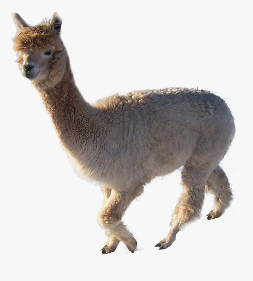 Cuto Out - Alpaca Transparent, HD Png Download, Free Download