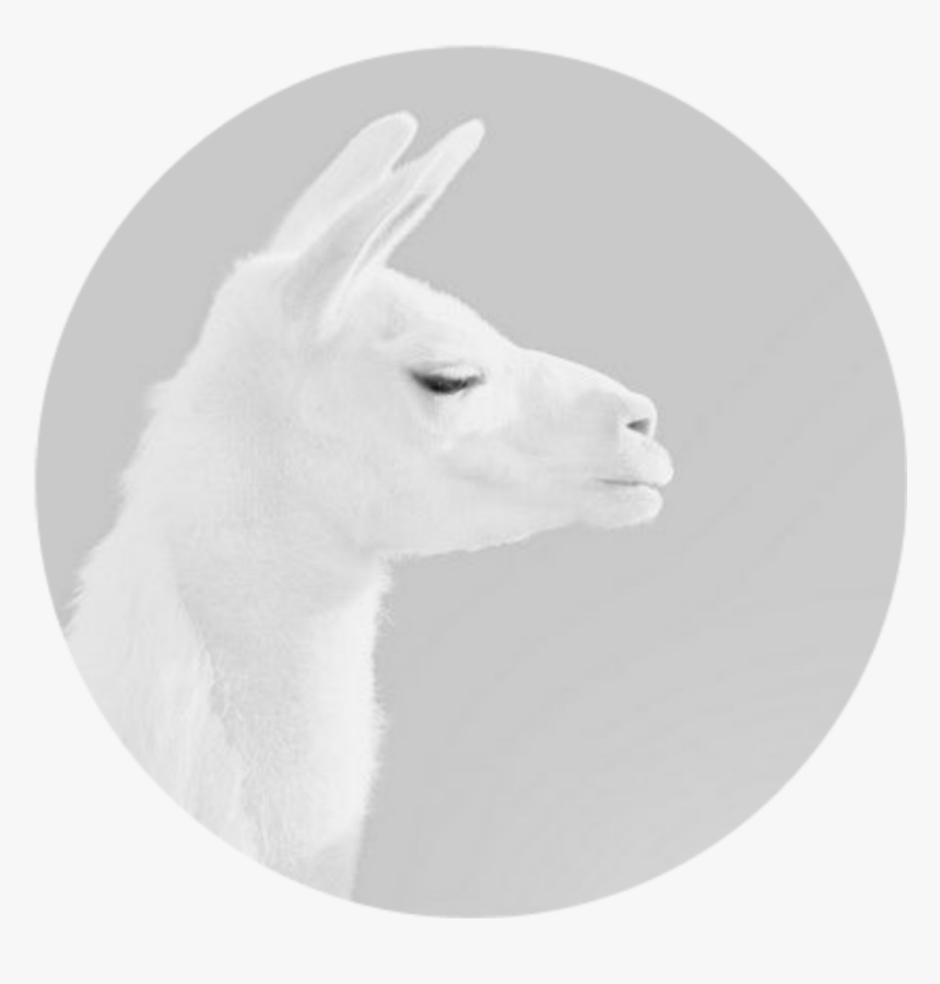#lama #white #tumblr #png #aesthetic #whiteaesthetic - Llama, Transparent Png, Free Download