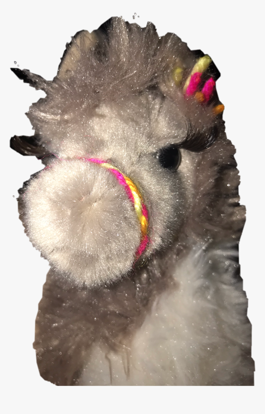 #llama #eyelashes #freetoedit - Mane, HD Png Download, Free Download