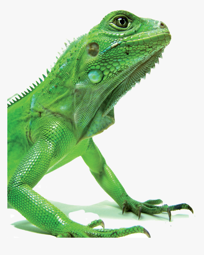 Green Iguana, HD Png Download, Free Download