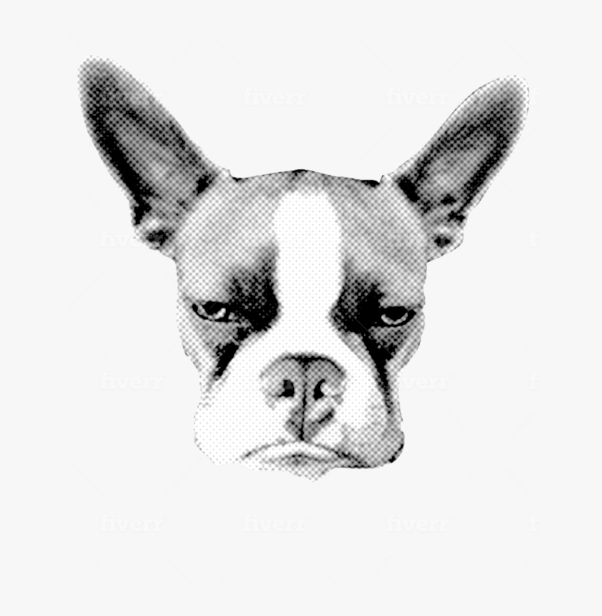 Boston Terrier, HD Png Download, Free Download
