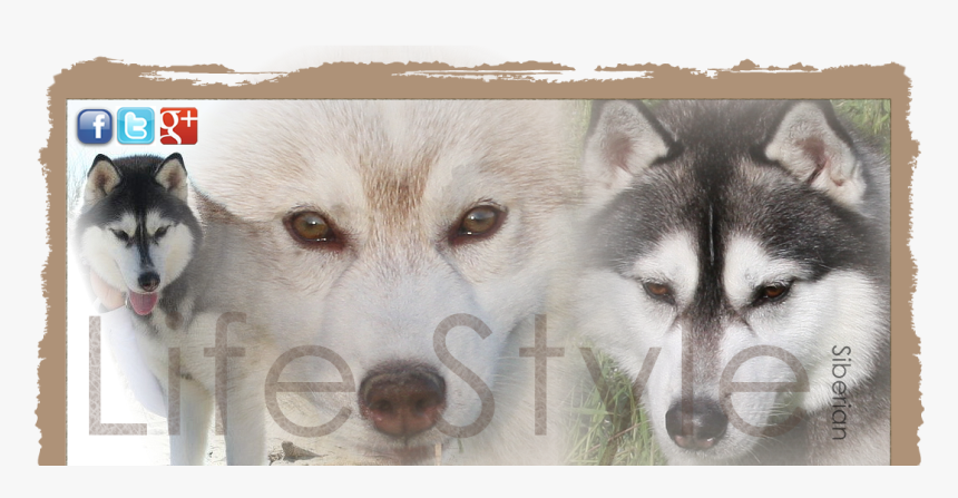 Transparent Masha And The Bear Png - Miniature Siberian Husky, Png Download, Free Download