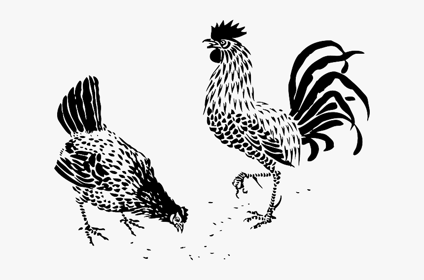 Rooster And Hen Clipart Svg Black And White Library - Hen And Rooster Vector, HD Png Download, Free Download