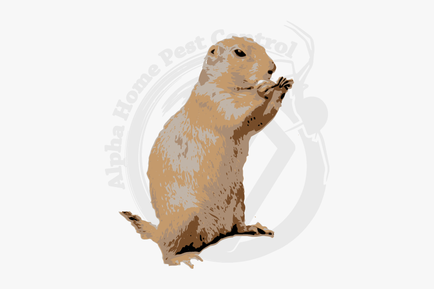 Image Is A Gopher Standing Upright - Punxsutawney Phil, HD Png Download, Free Download