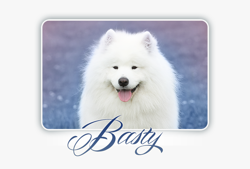 Samojed Bastion Of Joy Carpathian White Smile - Dog Yawns, HD Png Download, Free Download