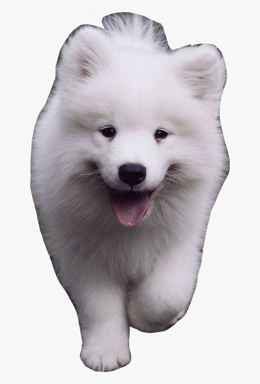 Ig - American Eskimo Dog, HD Png Download, Free Download