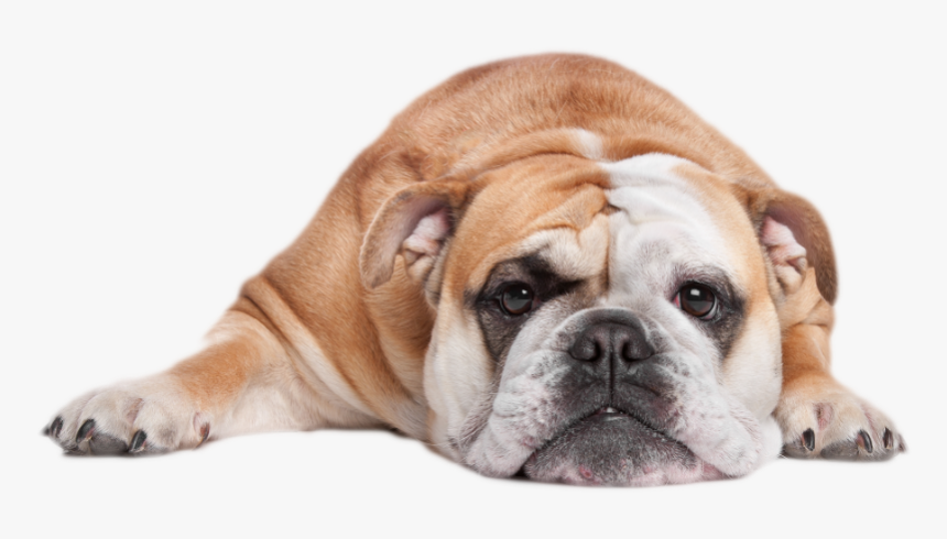 Lady Di Dog Eastenders, HD Png Download, Free Download