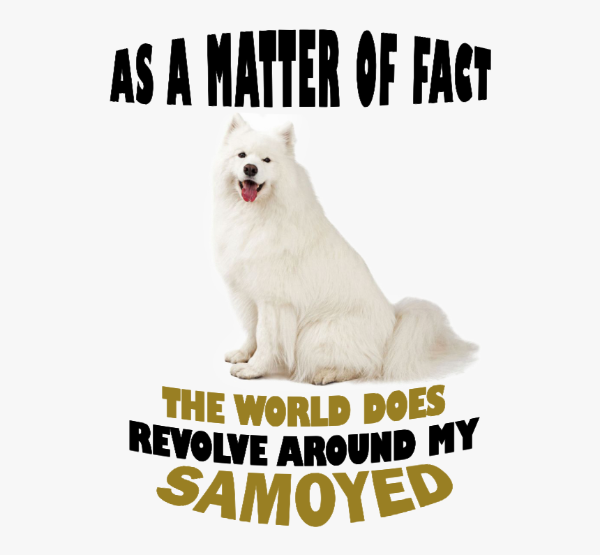 American Eskimo Dog, HD Png Download, Free Download