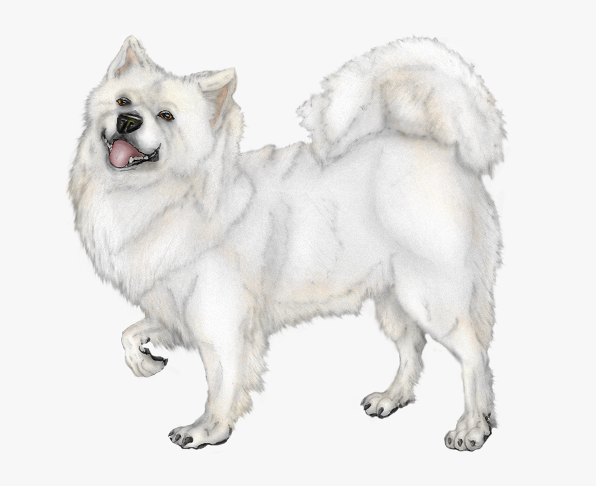 Canadian Eskimo Dog, HD Png Download, Free Download