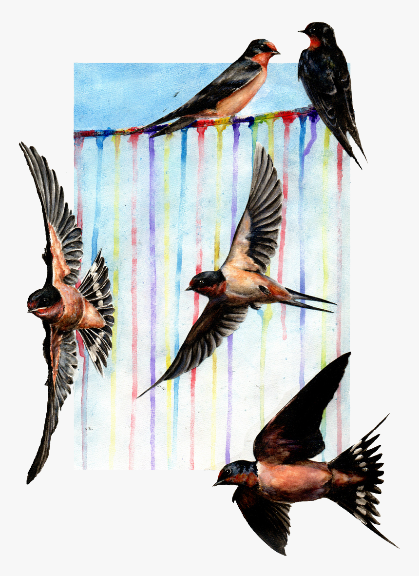 European Swallow, HD Png Download, Free Download
