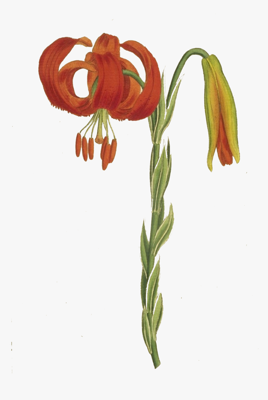 Picture V - Tiger Lily, HD Png Download, Free Download