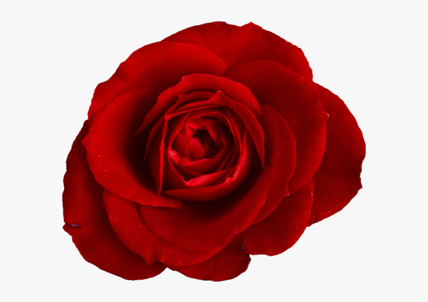 Red Rose, HD Png Download, Free Download