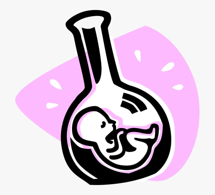 Vector Illustration Of Fetus Prenatal Human Between, HD Png Download, Free Download
