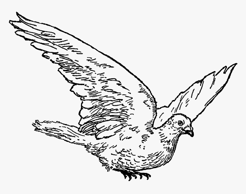 Diving Clipart Dove - Dove Drawing Png, Transparent Png, Free Download