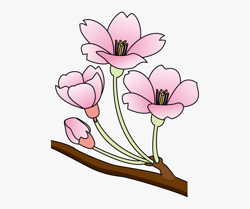 Cherry Blossom Clip Art Free - Cherry Blossom, HD Png Download, Free Download