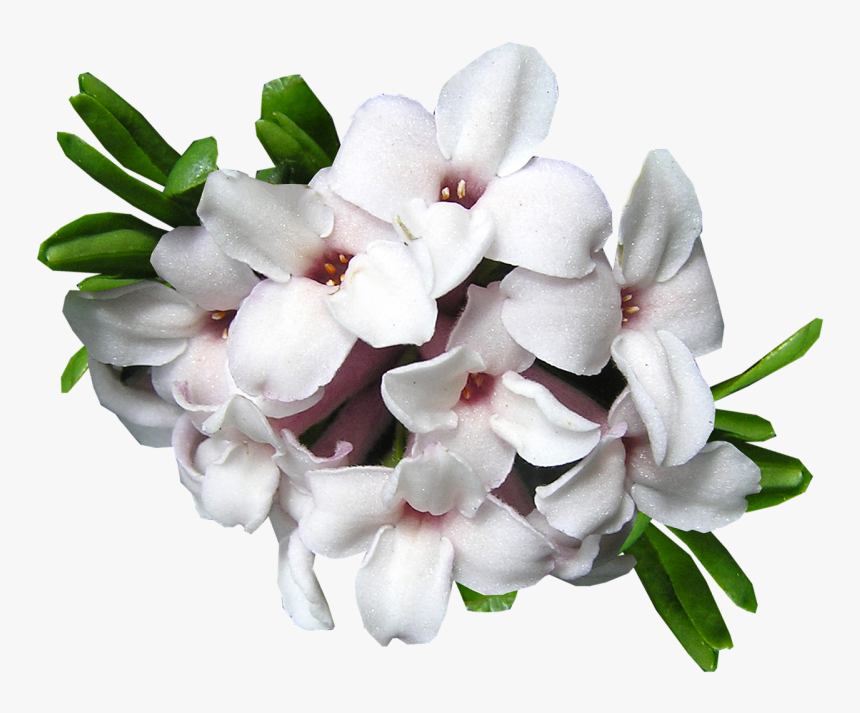 Daphne Evergreen Shrubs - White Flowers Cut Out, HD Png Download, Free Download