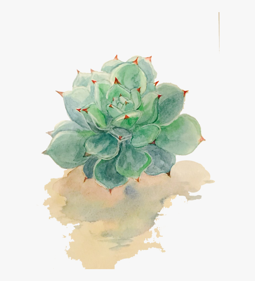 Succulent Plant Watercolor Painting Drawing - Transparent Background Plant Drawing Png, Png Download, Free Download
