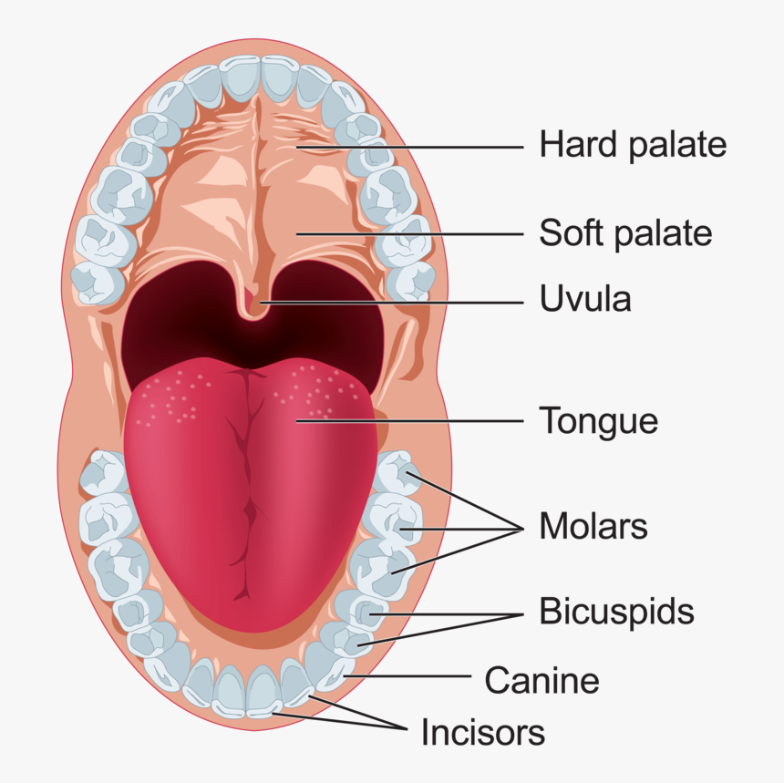 function of mouth in digestive system for kids