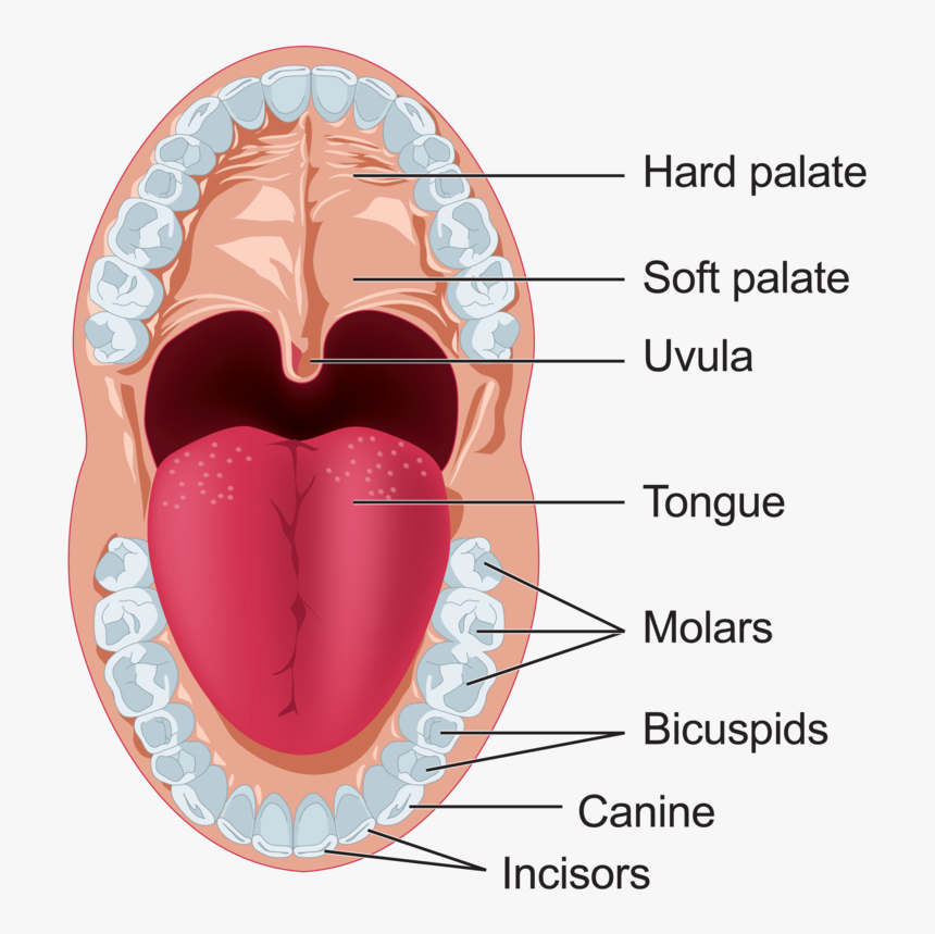 Clipart Mouth Digestive System Mouth - Mouth Digestive System Clipart, HD Png Download, Free Download