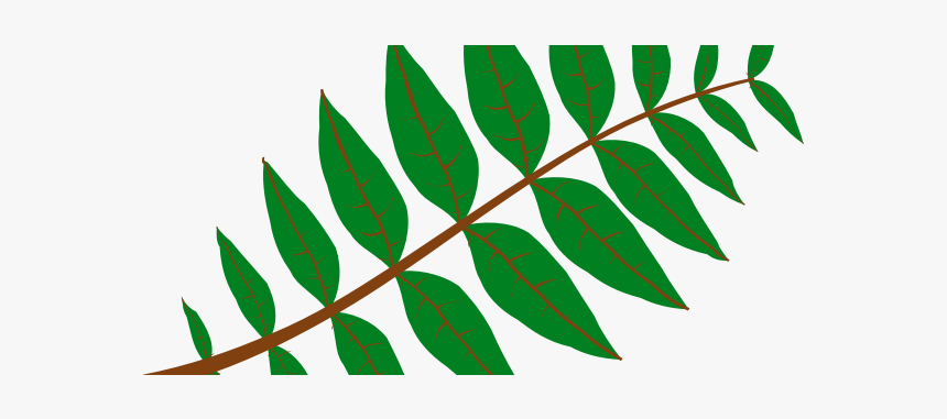 Pinnate Leaf - Leaf Shape Free Leaf Clipart, HD Png Download, Free Download
