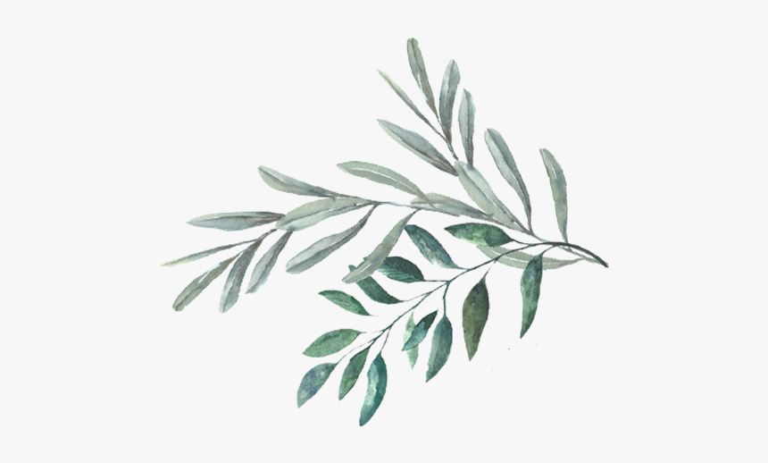 Leaves - Russian Olive, HD Png Download, Free Download