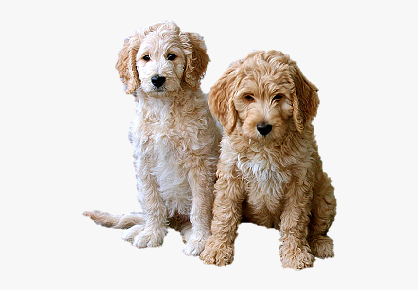 Goldendoodle, HD Png Download, Free Download