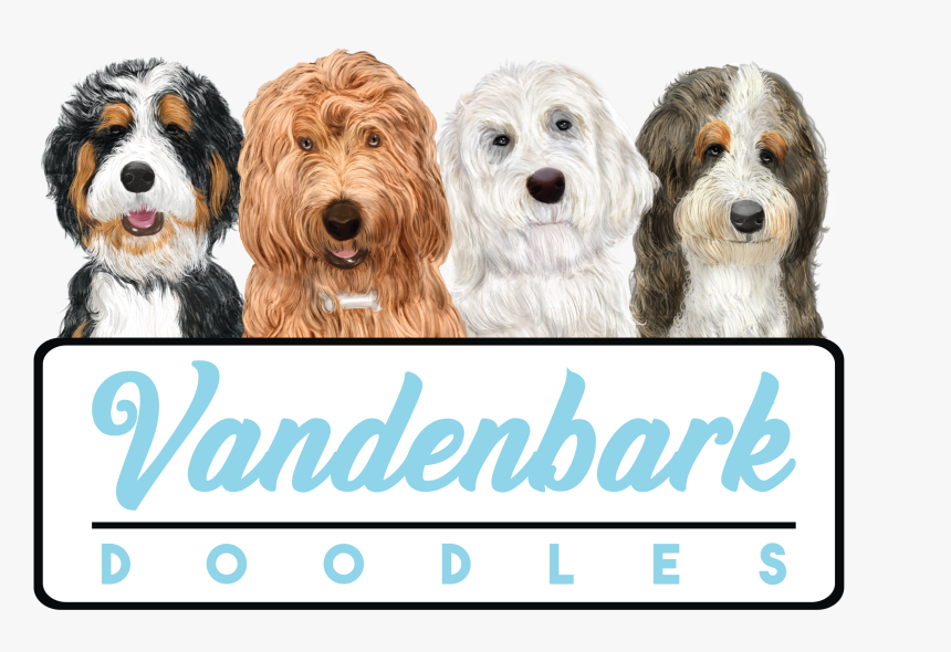Labradoodle, HD Png Download, Free Download