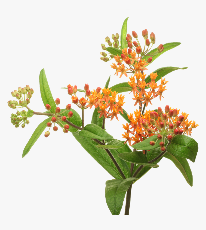 Asclepias Bloem, HD Png Download, Free Download