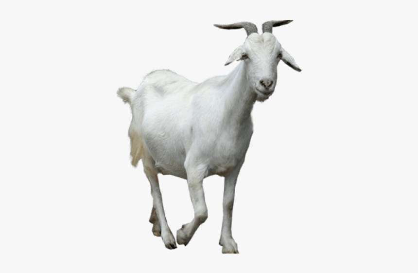 Goat Png Transparent Images - Male Goat Images Png, Png Download, Free Download