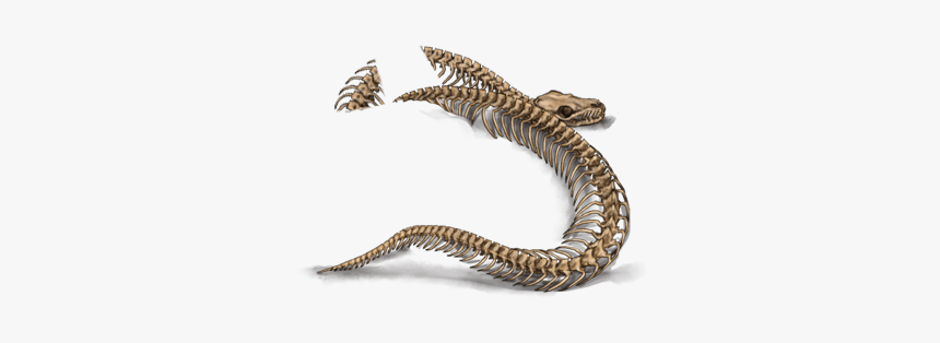 Snake, HD Png Download, Free Download