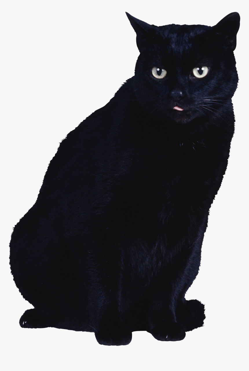 Cat Png, Transparent Png, Free Download