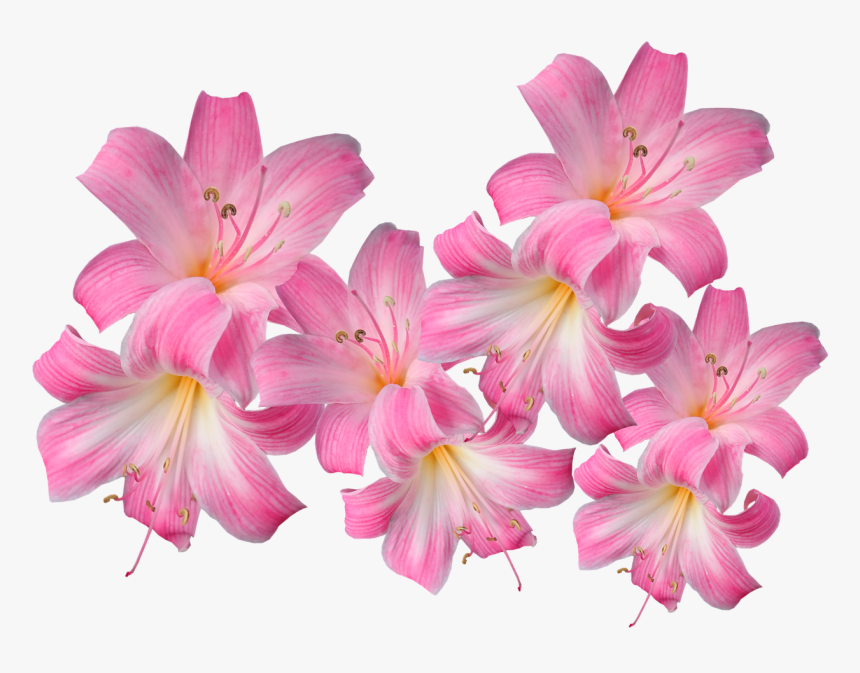 Lily, HD Png Download, Free Download