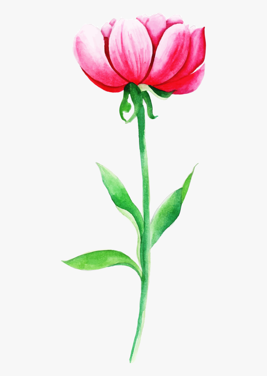 Rose, HD Png Download, Free Download