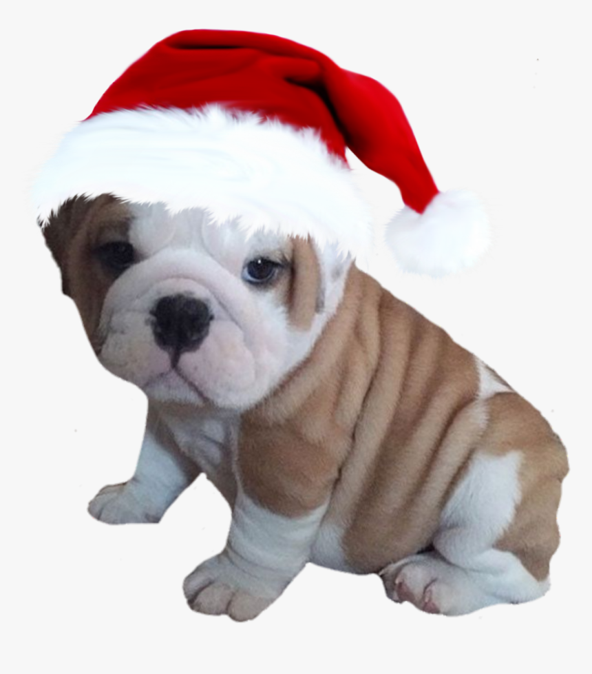 #bulldog #christmas #hat #puppy #puppydog #cute #santa - British Bull Dogs Puppies, HD Png Download, Free Download
