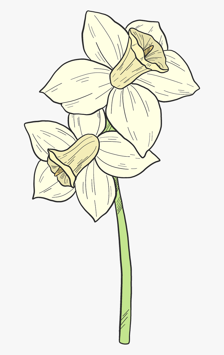 Lily, HD Png Download, Free Download