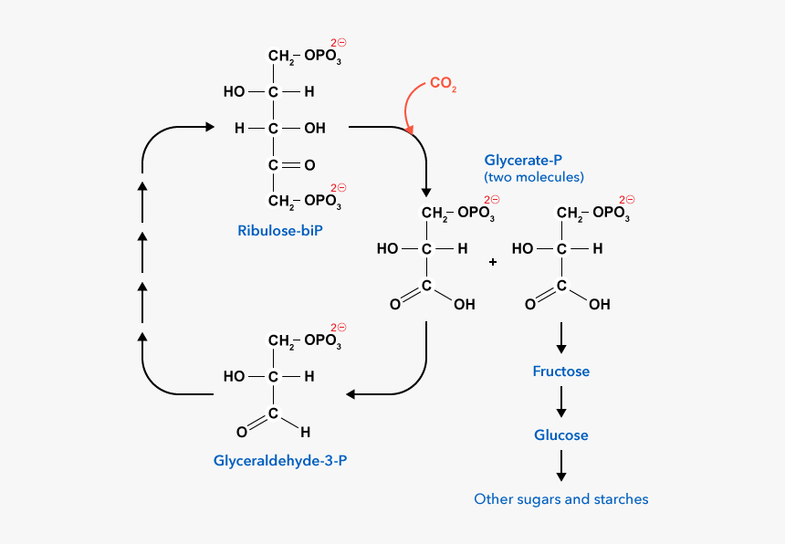 Diagram, HD Png Download, Free Download