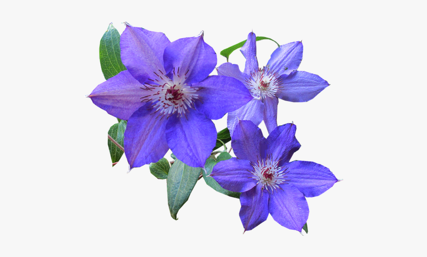 Picture - Clematis Flowers No Background, HD Png Download, Free Download